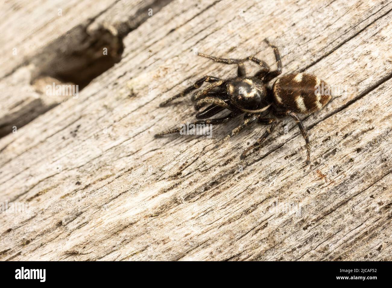 Male jumping spider with huge jaws. Stock Photo
