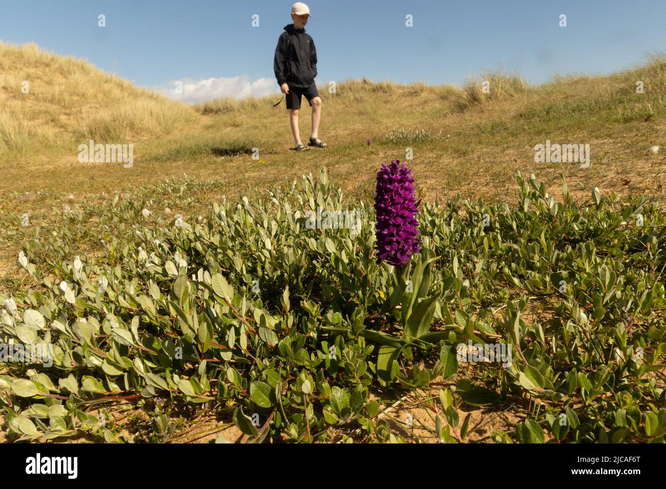 Child hunting for orchids in sand dunes, Lake District, Cumbria, UK. Stock Photo