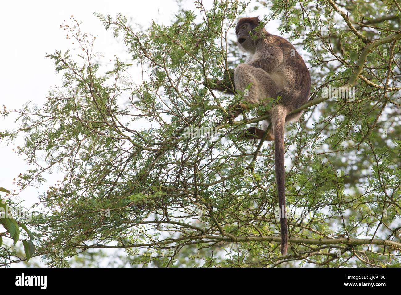 Ugandan red colobus monkey feeding in tree top. Stock Photo