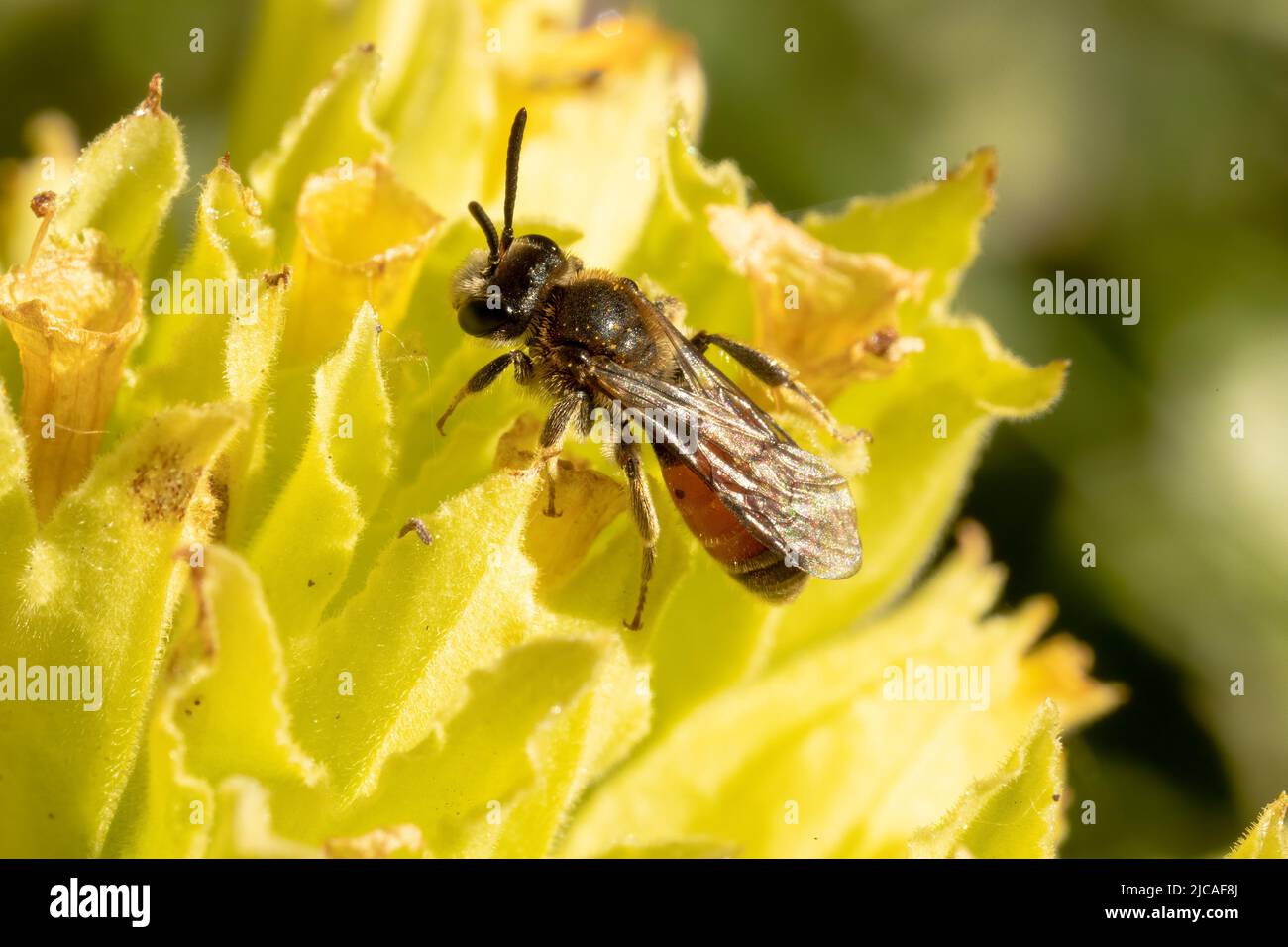 A nationally scarce red-girdled mining bee, photographed in a garden in Kent, England. Stock Photo
