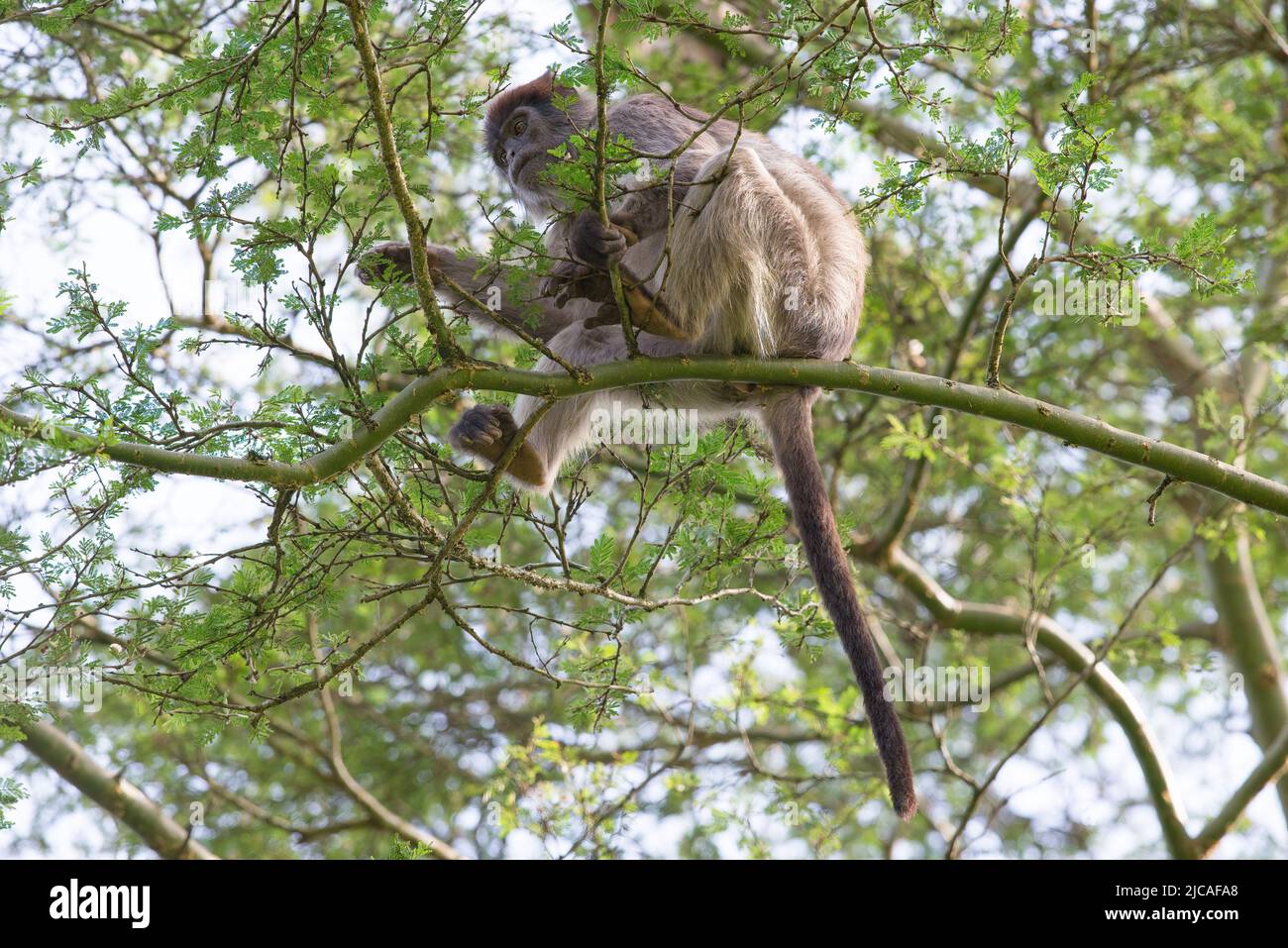 Ugandan red colobus monkey feeding in tree top. Stock Photo