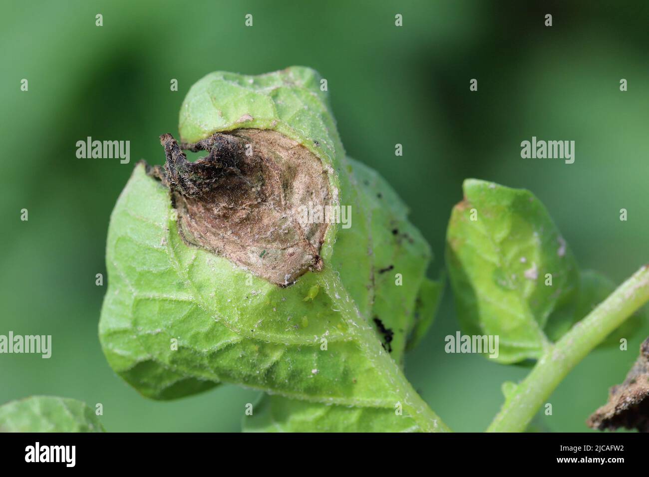 Potato late blight Phytophthora infestans infection focus in potato crop Stock Photo