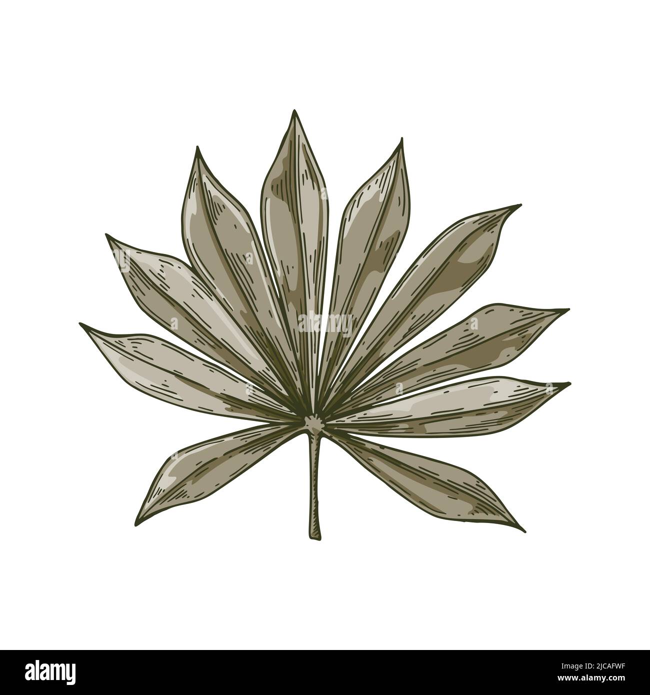 Hand drawn palm tree leaf isolated on white. Vector illustration in sketch style Stock Vector