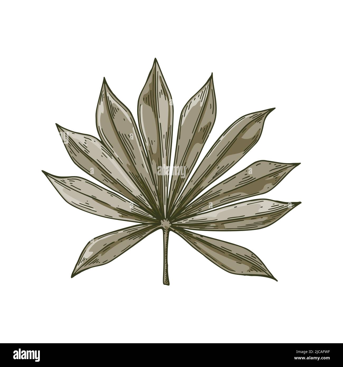 Pencil sketch palm tree Cut Out Stock Images & Pictures - Alamy