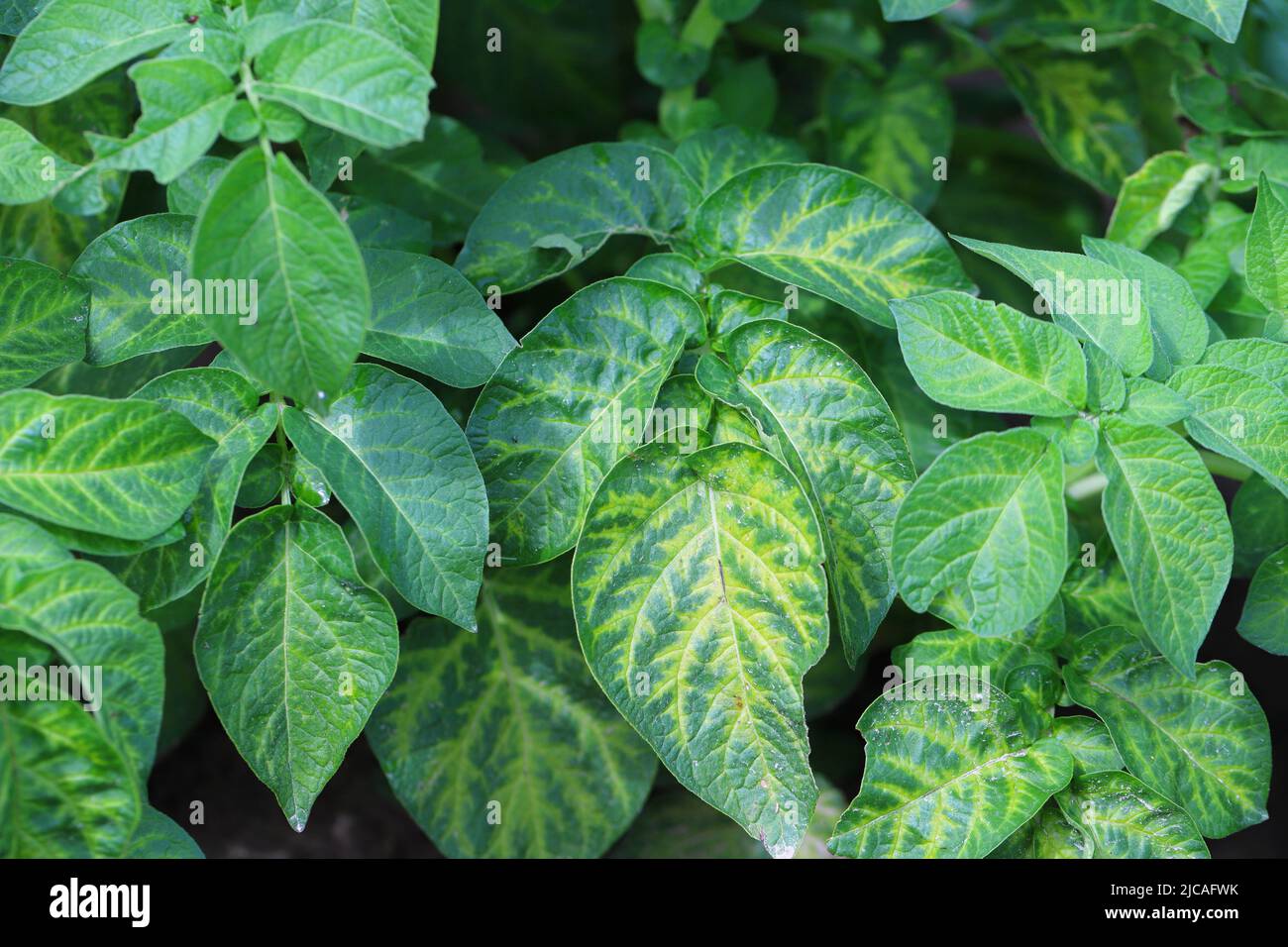 Nutrient deficiency on potato leaves. Symptoms, yellowing of leaves