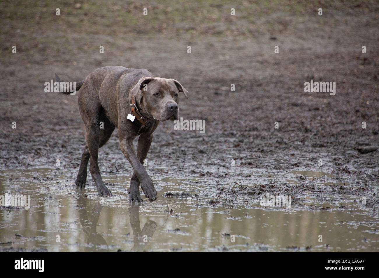 brown labrador stalking and walking in a puddle Stock Photo