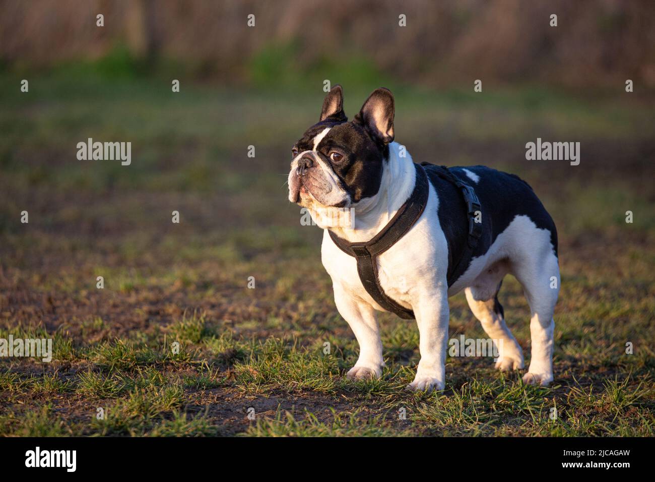 Julius k9 hi-res stock photography and images - Alamy