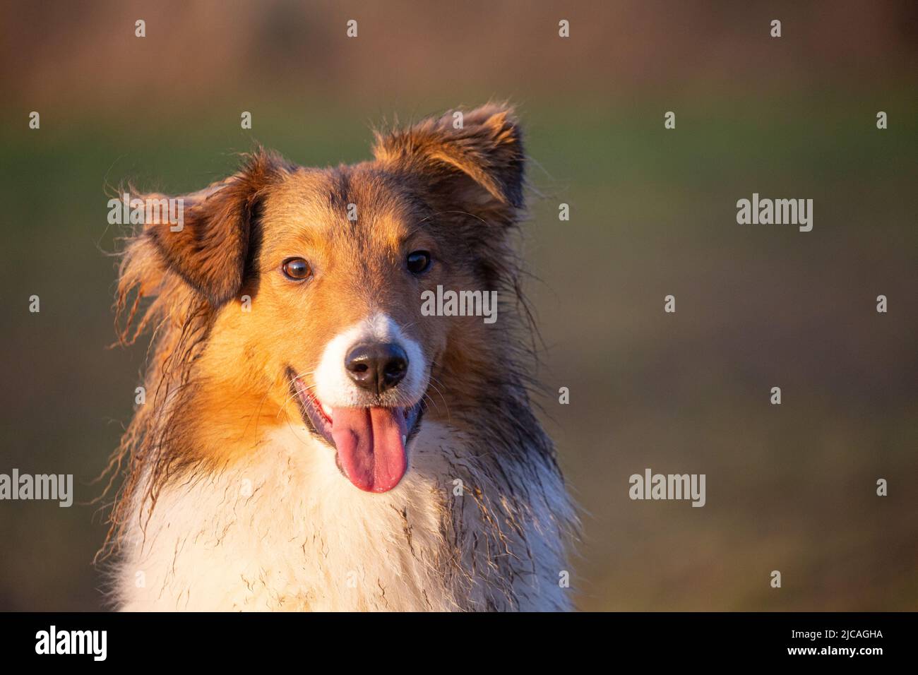 What Kind of Dog Is Lassie? The True Story