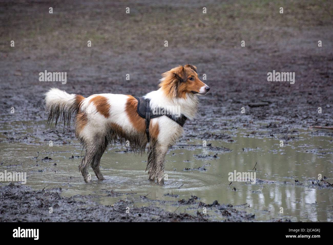 Brown and white sheltie dog in the mud standing in a puddle Stock Photo