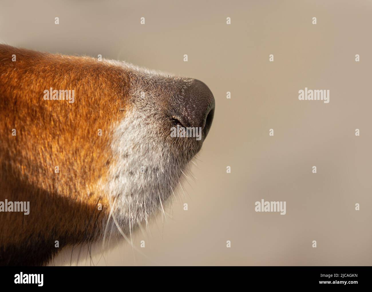 close up of a brown dogs nose and snout Stock Photo