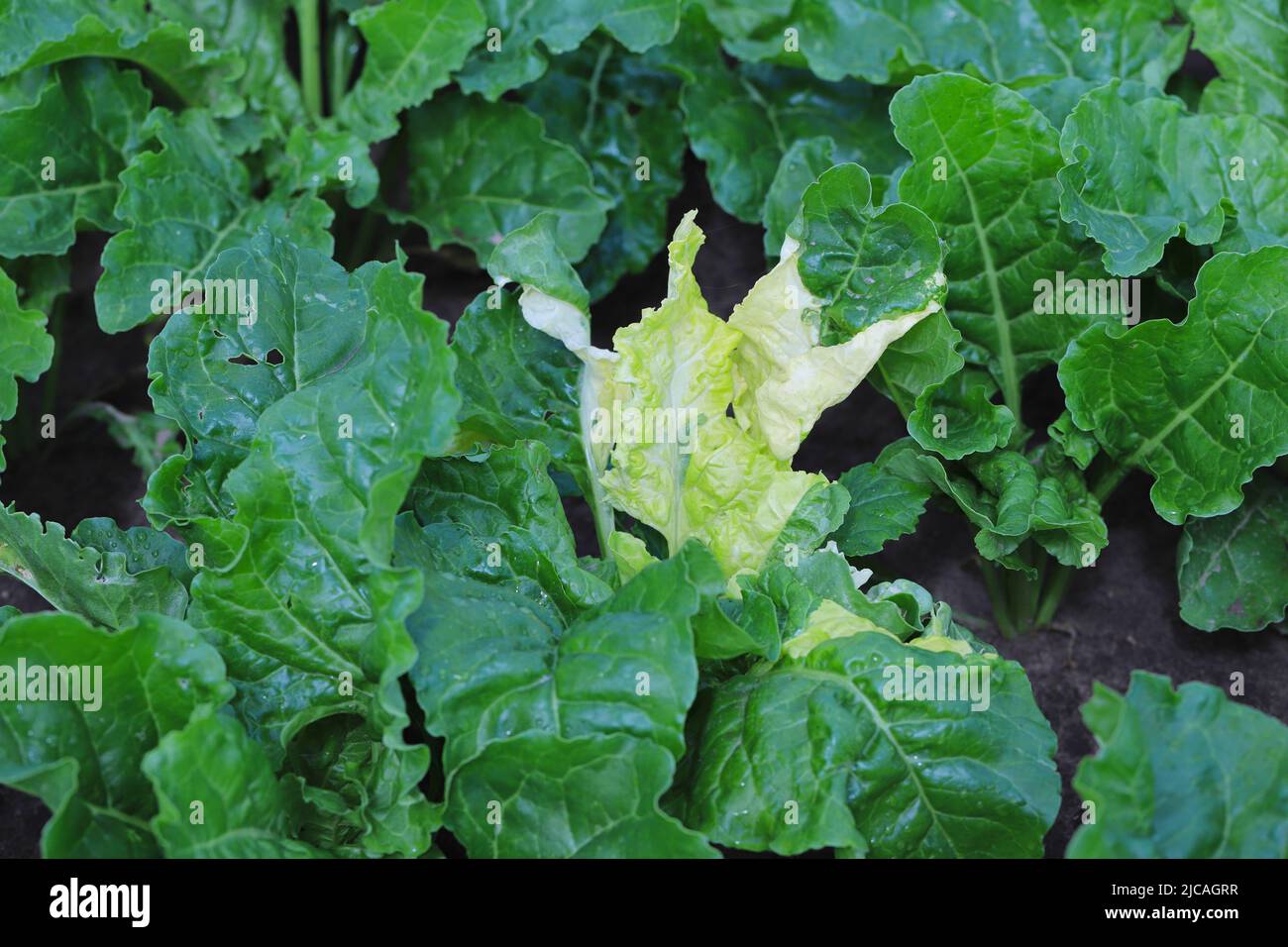 Discolored sugar beet leaves in the field. Albinistic, albino, chlorophyll-deficient leaves. Genetic mutation. Stock Photo