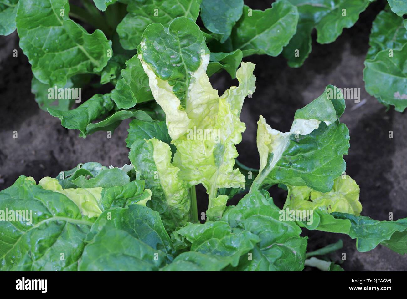 abnormality hires stock photography and images Alamy