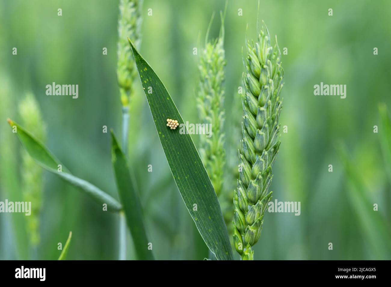 Eggs of shield bug in the family Pentatomidae on a wheat leaf. Stock Photo