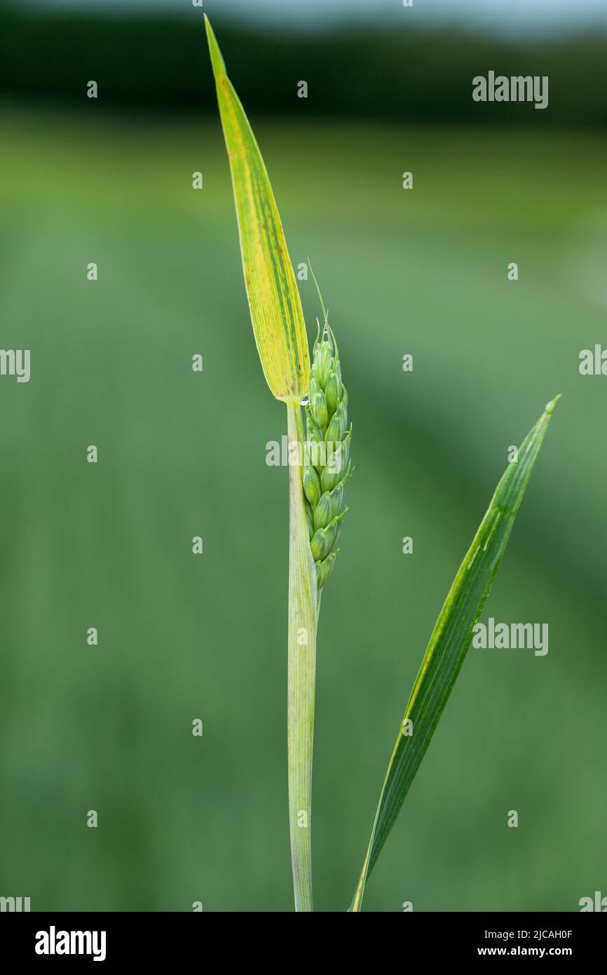 Discolored leaves of spring wheat caused by nutrient deficiencies or infection by a crop pathogen. Stock Photo