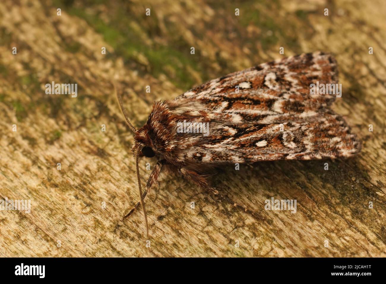 Detailed closeup on the brown, true lover's knot, Lycophotia porphyrea sitting on wood Stock Photo