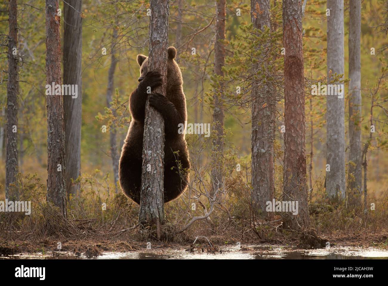 A brown bear climing a tree in the forest Stock Photo