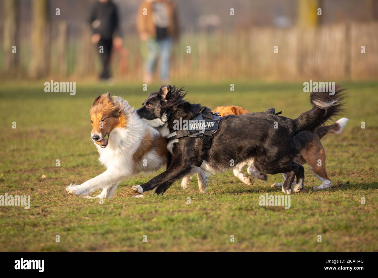 Sheltie with tennis ball in mouth and border collie wearing harness having fun and running at the dog park with people and fence out of focus in the b Stock Photo