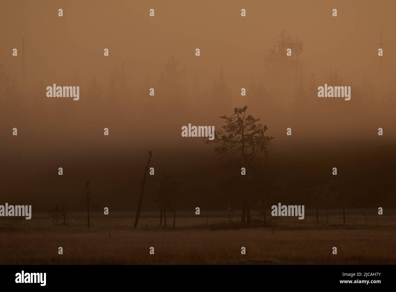 A flock of ravens in a tree in a misty morning in the forest Stock ...
