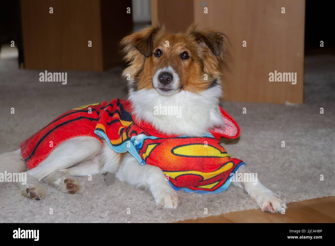Young sheltie puppy lying on mat and wearing Superman outfit Stock Photo