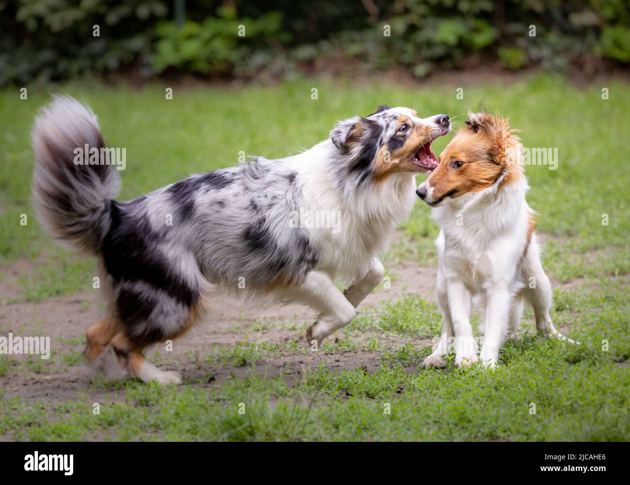 Australian shepherd dog barking at young sheltie puppy at the dog park Stock Photo