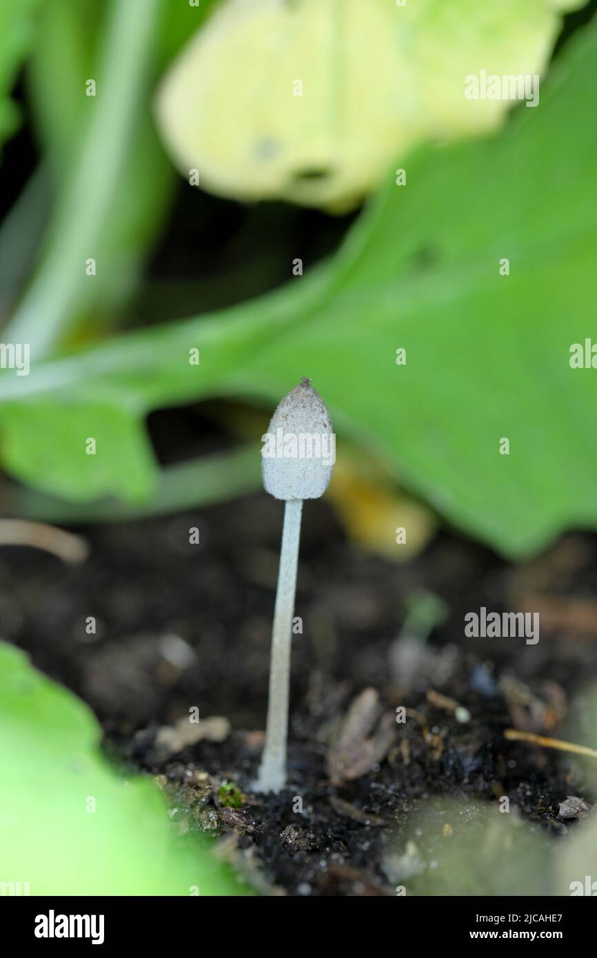 A tiny mushroom of the genus Coprinus grew in a bed where vegetables are grown. Stock Photo