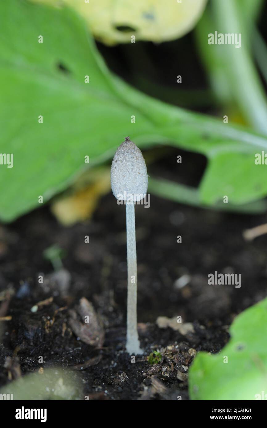 A tiny mushroom of the genus Coprinus grew in a bed where vegetables are grown. Stock Photo