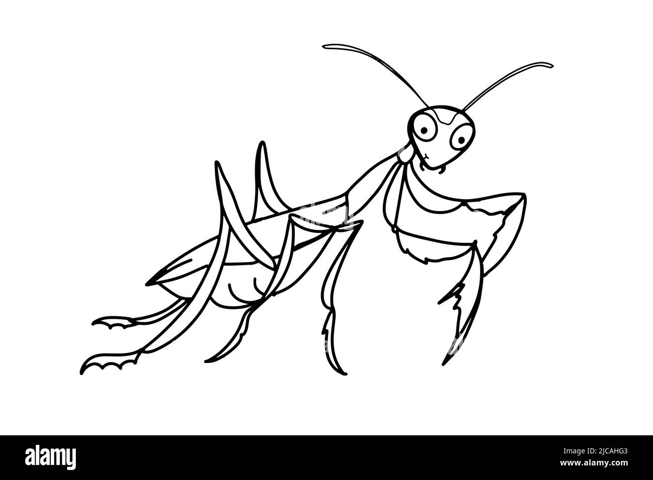 cute, cartoon mascot, mantis illustration drawing,isolated. Stock Photo