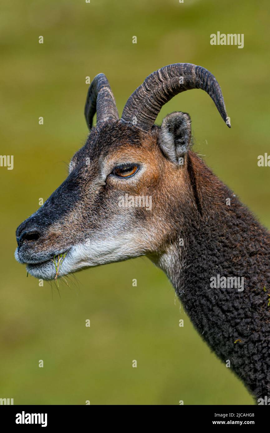 Rare breed of domestic sheep hi-res stock photography and images - Alamy