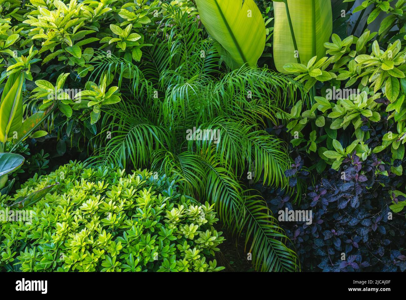 Background tropical leaves plants hi-res stock photography and images ...