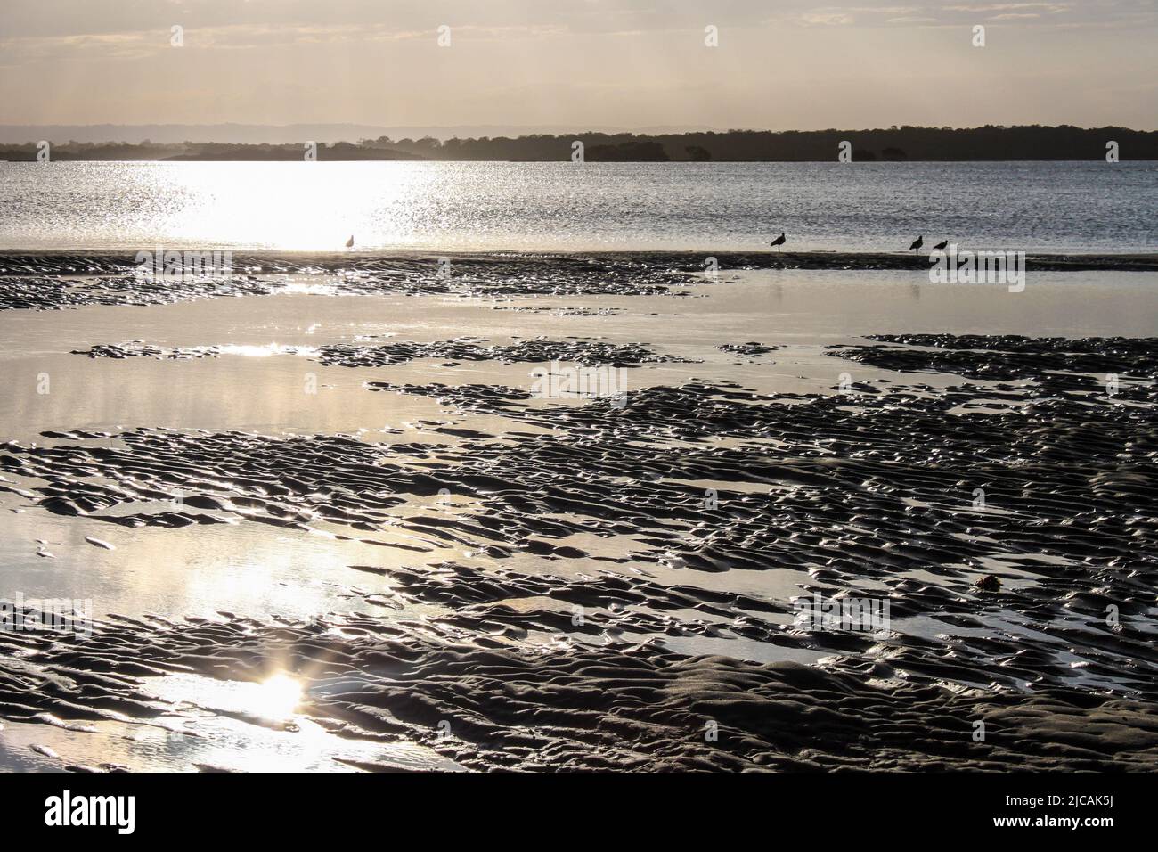 Mudflats at dusk with lens flare and far off coast at other side of bay with water birds wading through the shallows. Stock Photo
