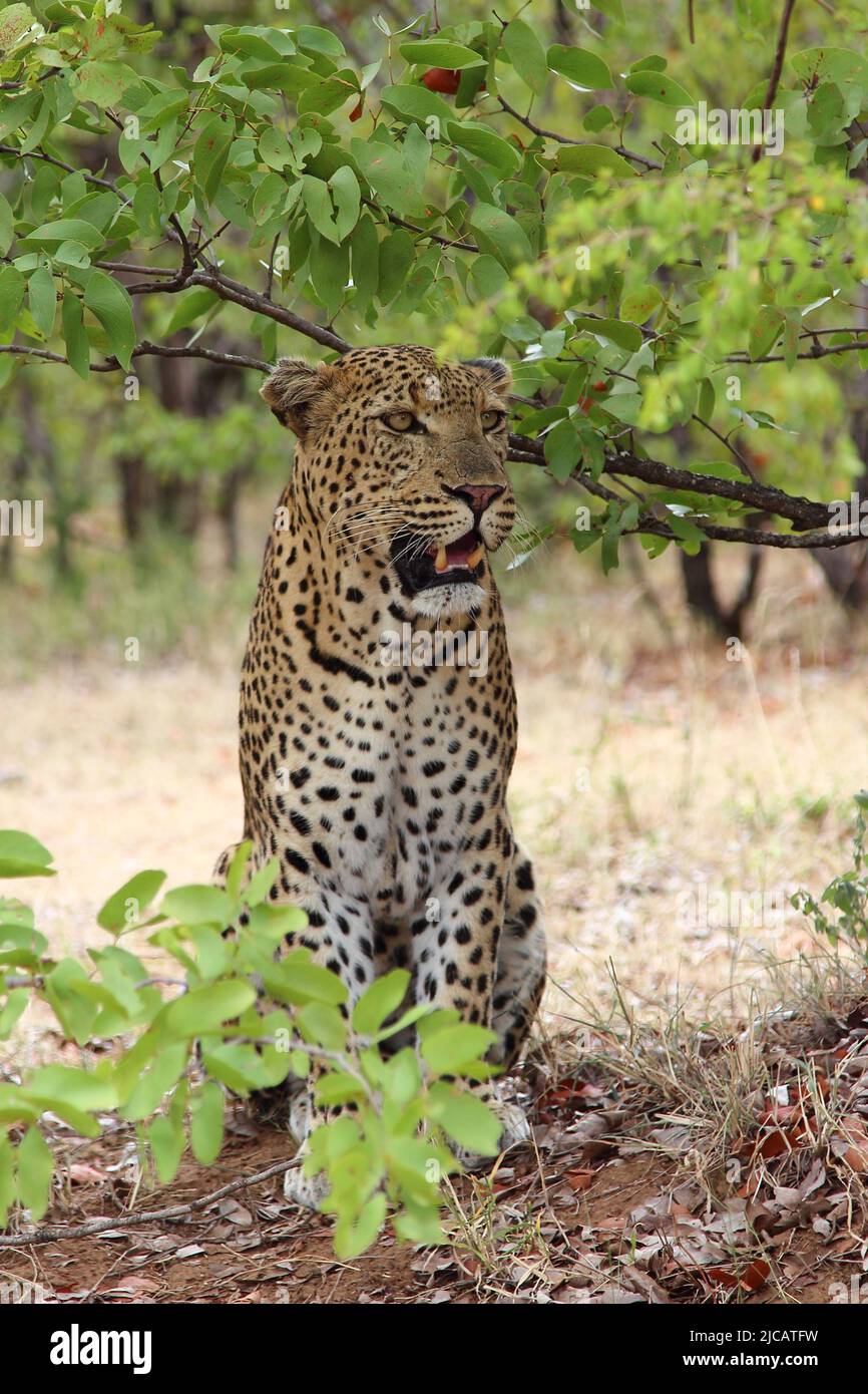 Leopard / Leopard / Panthera pardus Stock Photo - Alamy