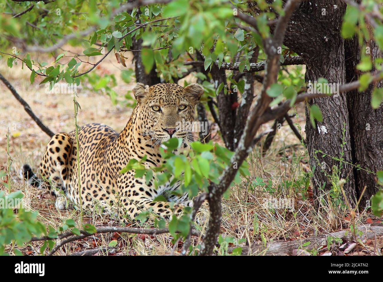 Leopard / Leopard / Panthera pardus Stock Photo - Alamy