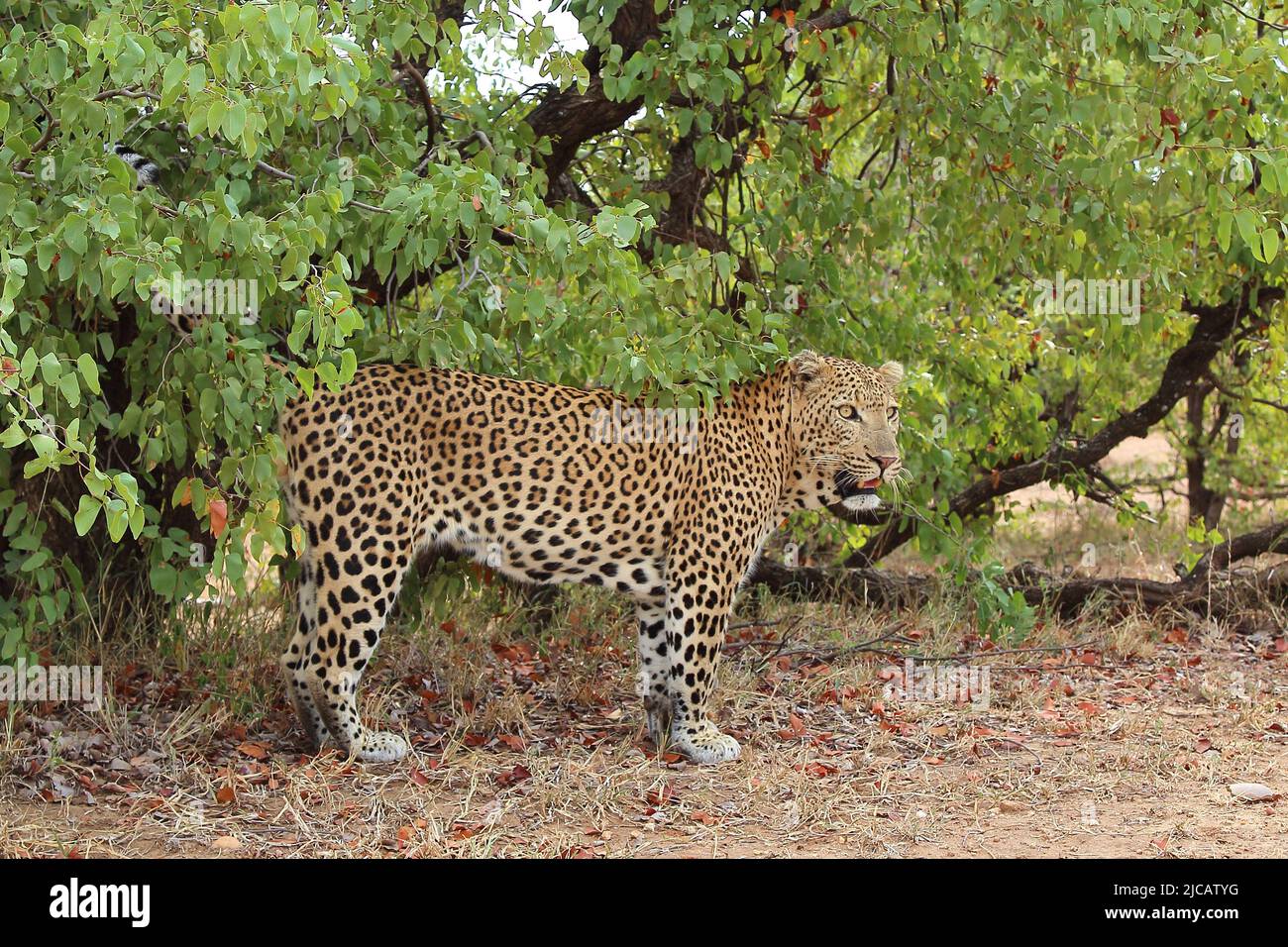 Leopard / Leopard / Panthera pardus Stock Photo - Alamy