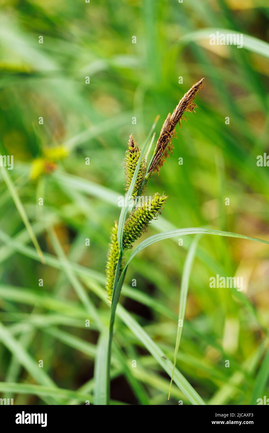 Close-up of inflorescence of green carex pendula, weeping sedge, hanging sedge, Cyperaceae. Nature, botany, wild plant. Stock Photo