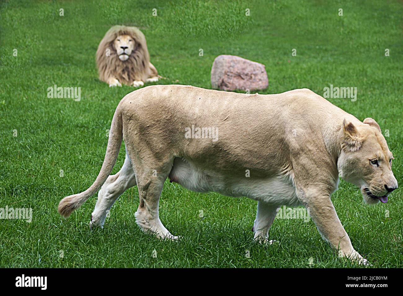 Couple of White Timbavati' s lions Stock Photo - Alamy