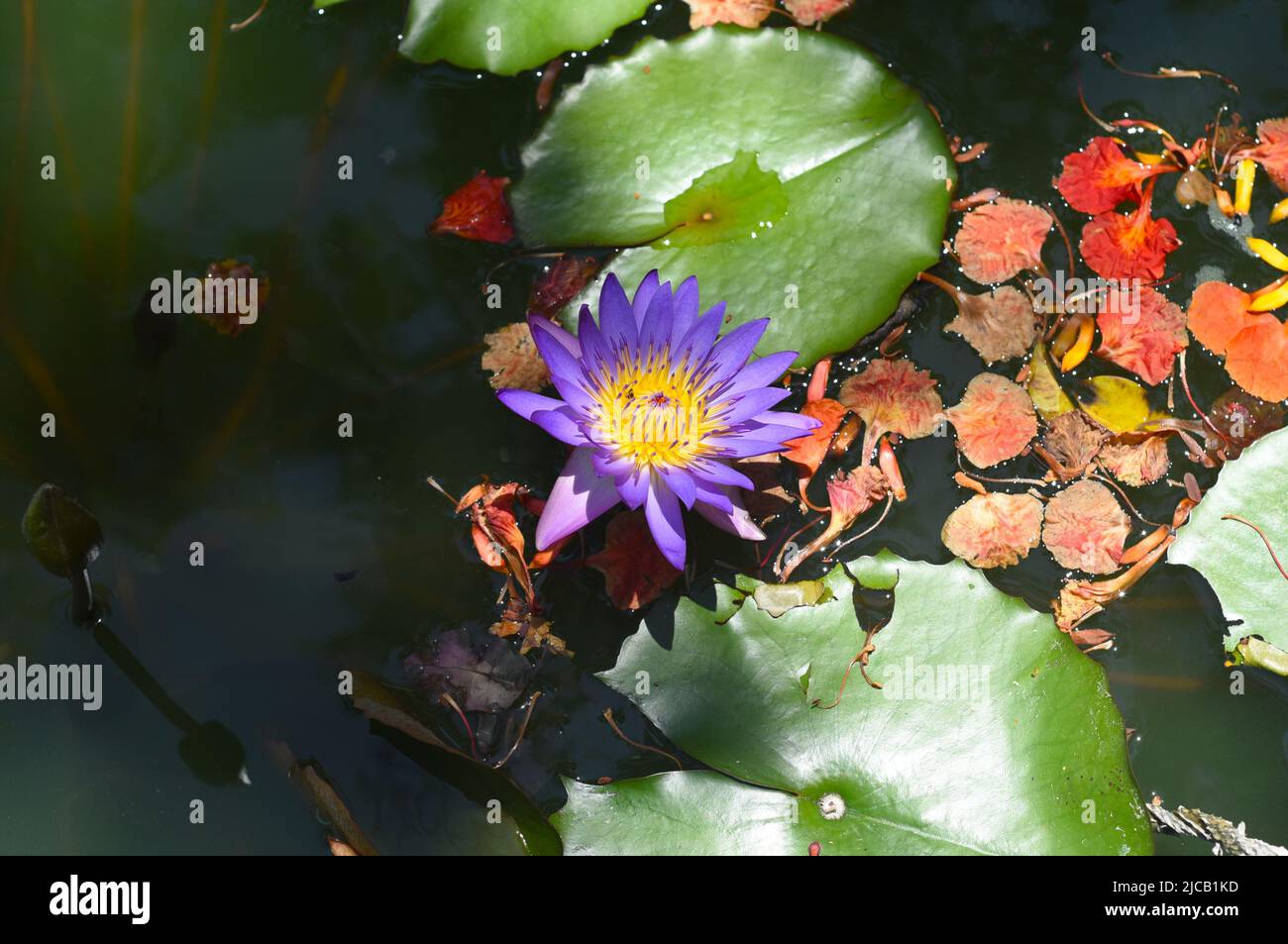 Blue lotus or Water Lily growing in Vietnam Stock Photo