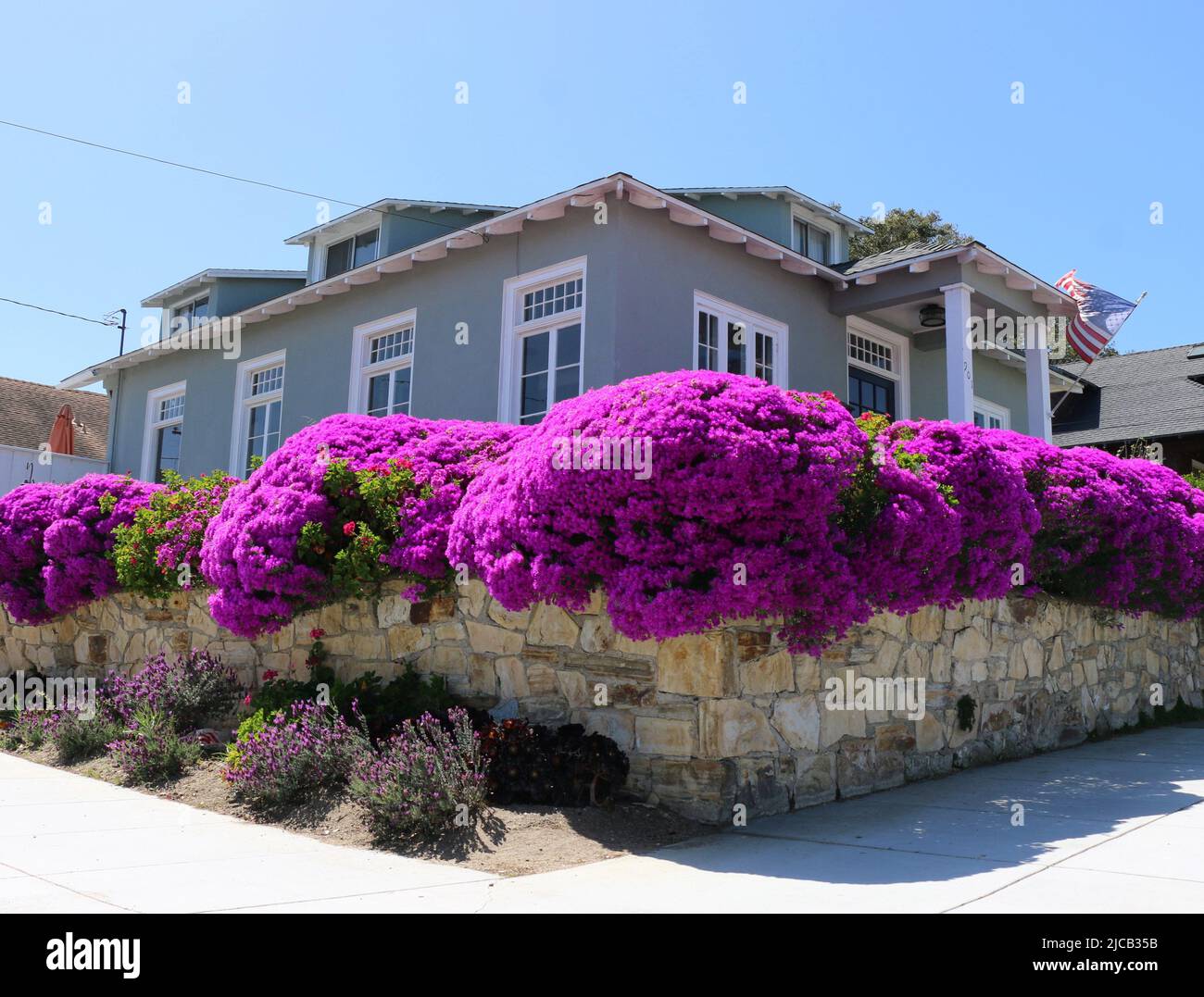 House with a striking hedge border of brilliant purple New York Aster flowers, spring, Northern California. Stock Photo