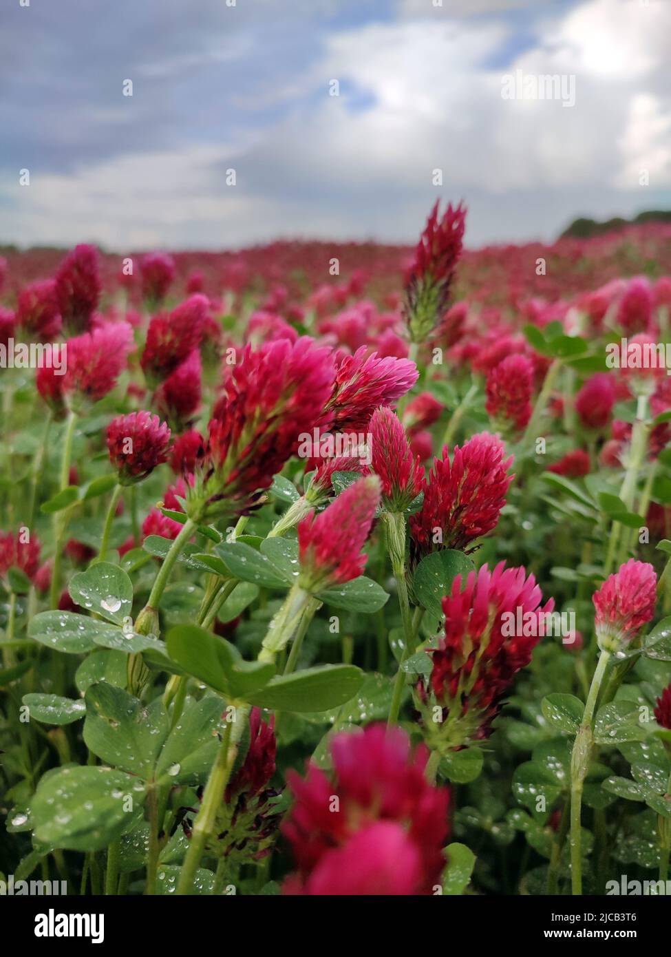immense expanse of a green field of purple clover flower plants in the