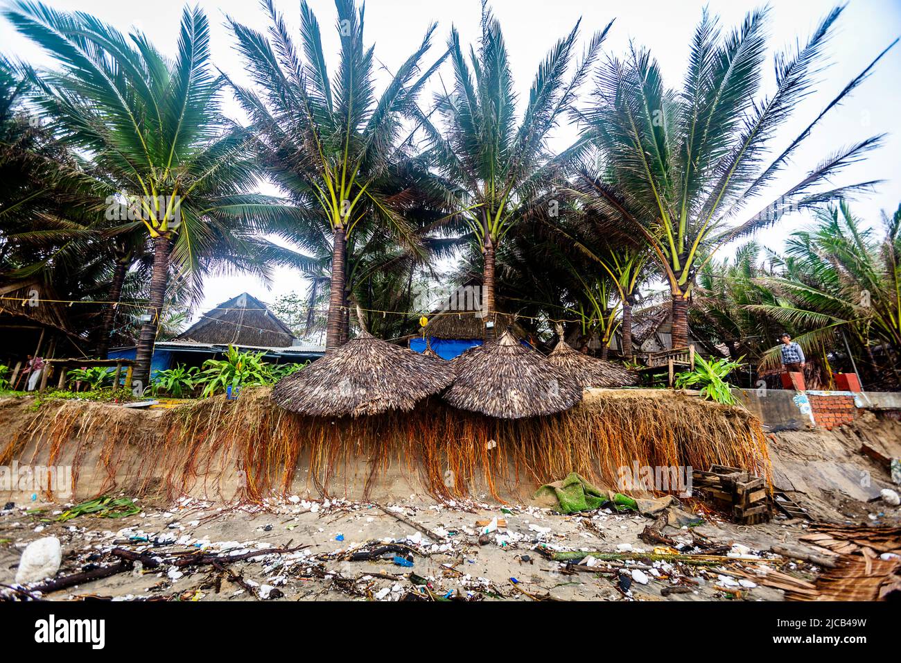 Climate change created beach erosion with 4 large palm trees on the ...