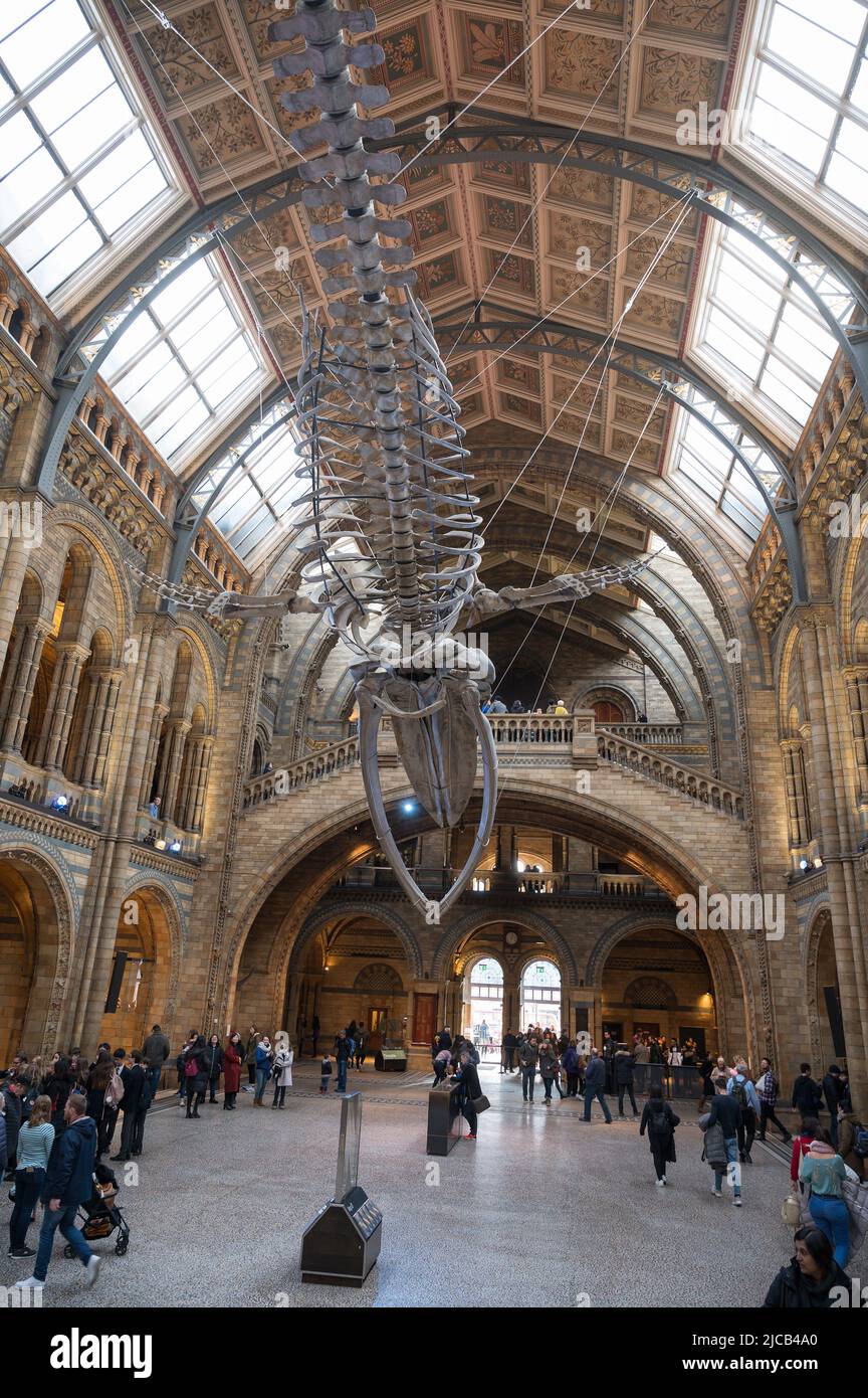 A blue whale skeleton in the Natural History Museum.  Exhibition Road, South Kensington, London. Stock Photo