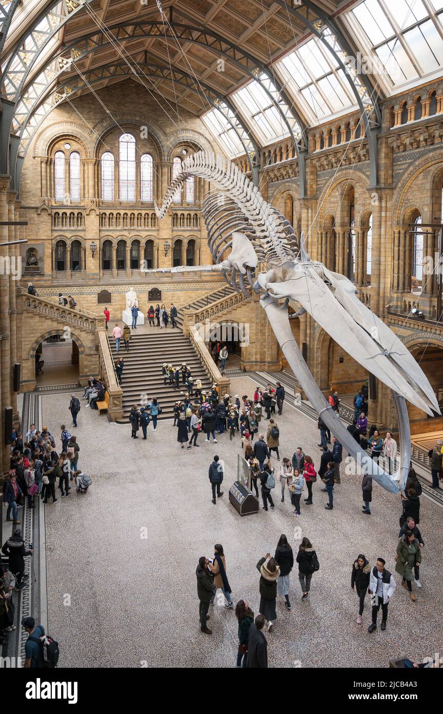 A blue whale skeleton in the Natural History Museum.  Exhibition Road, South Kensington, London. Stock Photo