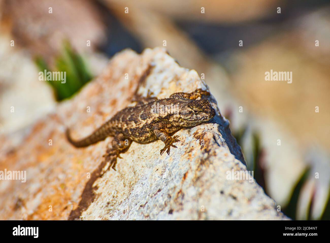 Large rock with tiny lizard resting on top of its peak Stock Photo