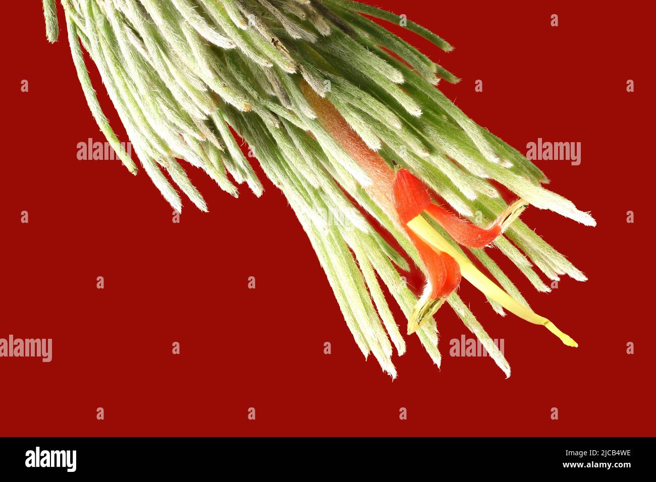 Isolated stem of Woolly Bush (Adenanthos sericeus) with flower and foliage on red background Stock Photo