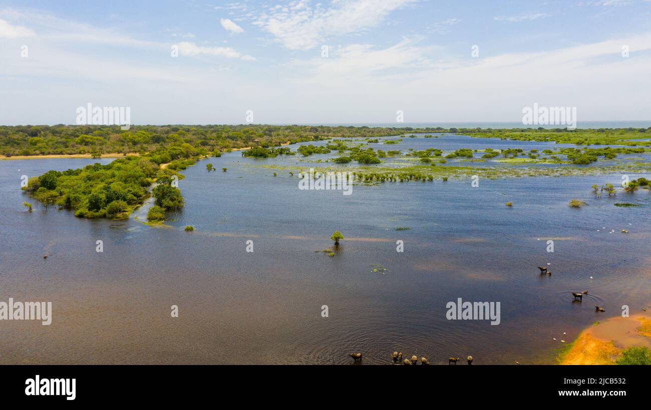 Wetlands in the Kumana National Park, which is home to wild animals and birds. Sri Lanka. Stock Photo
