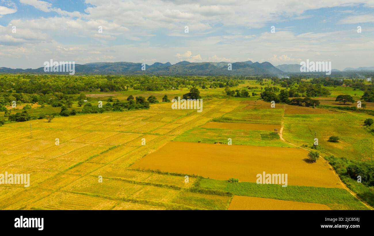 Cows graze in rice fields after harvest Stock Photo - Alamy