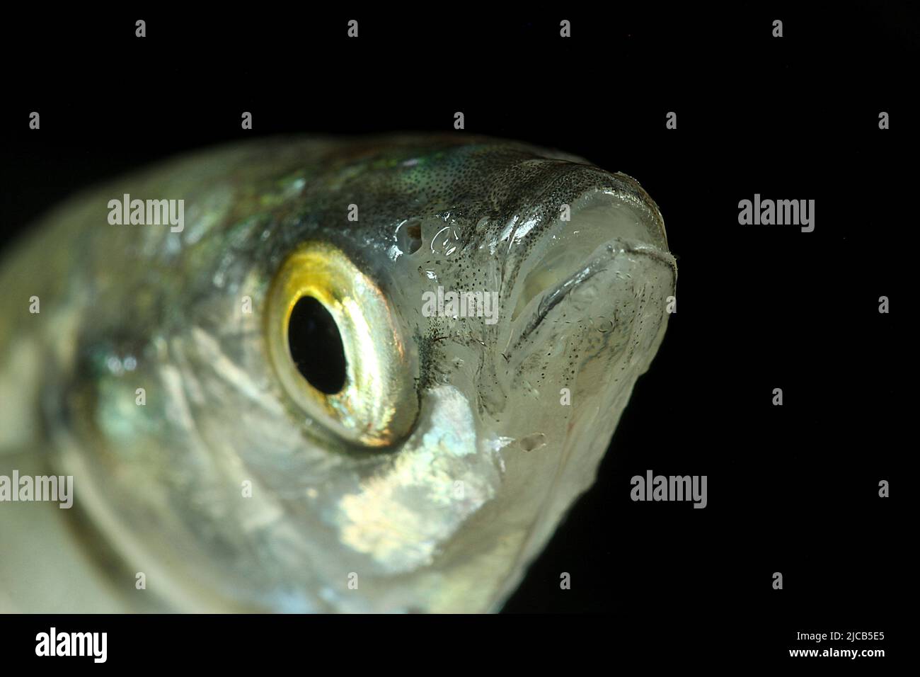 Juvenile yelloweye mullet (Aldrichetta forsteri Stock Photo - Alamy