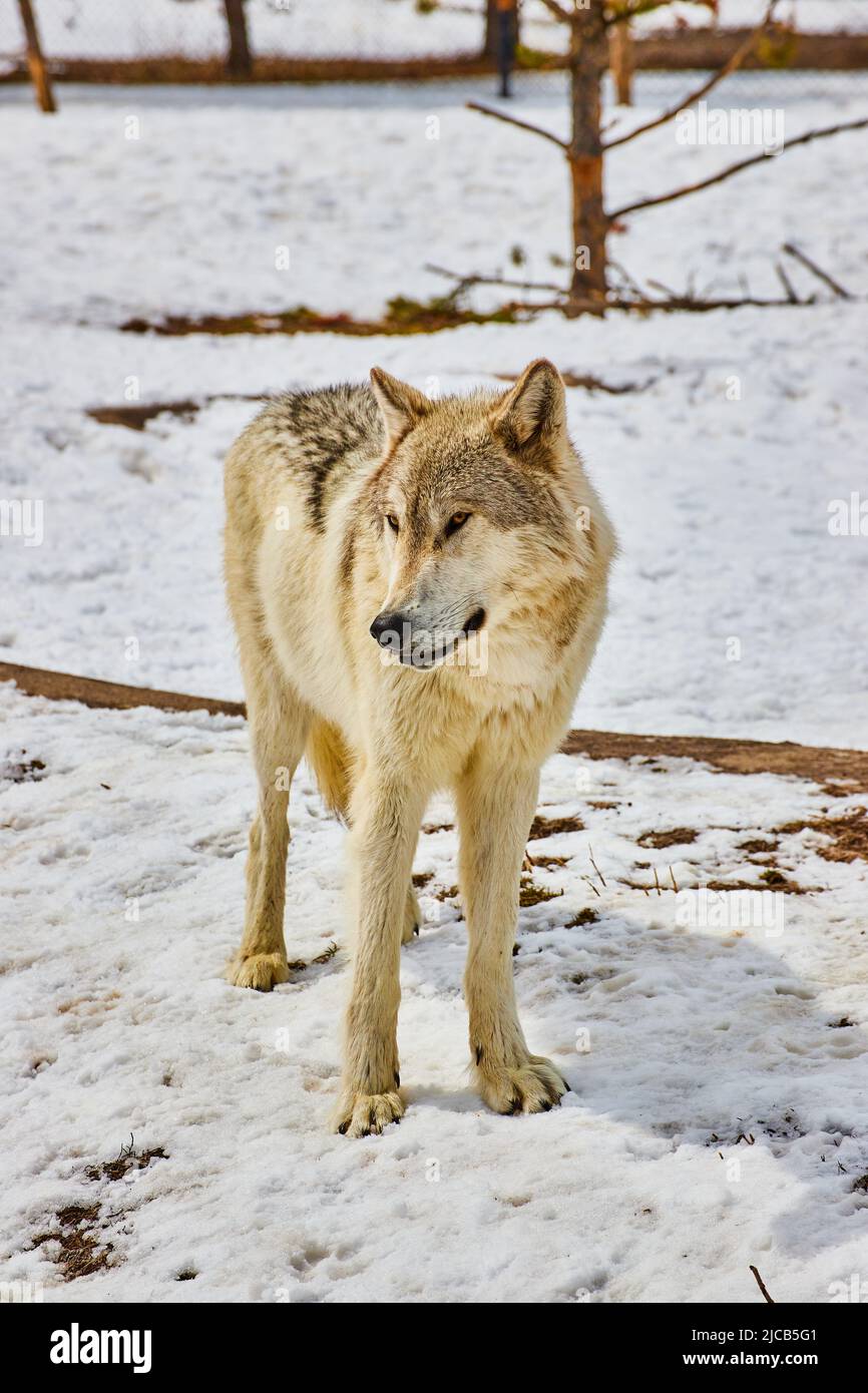 Lone white wolf standing in snow at park Stock Photo