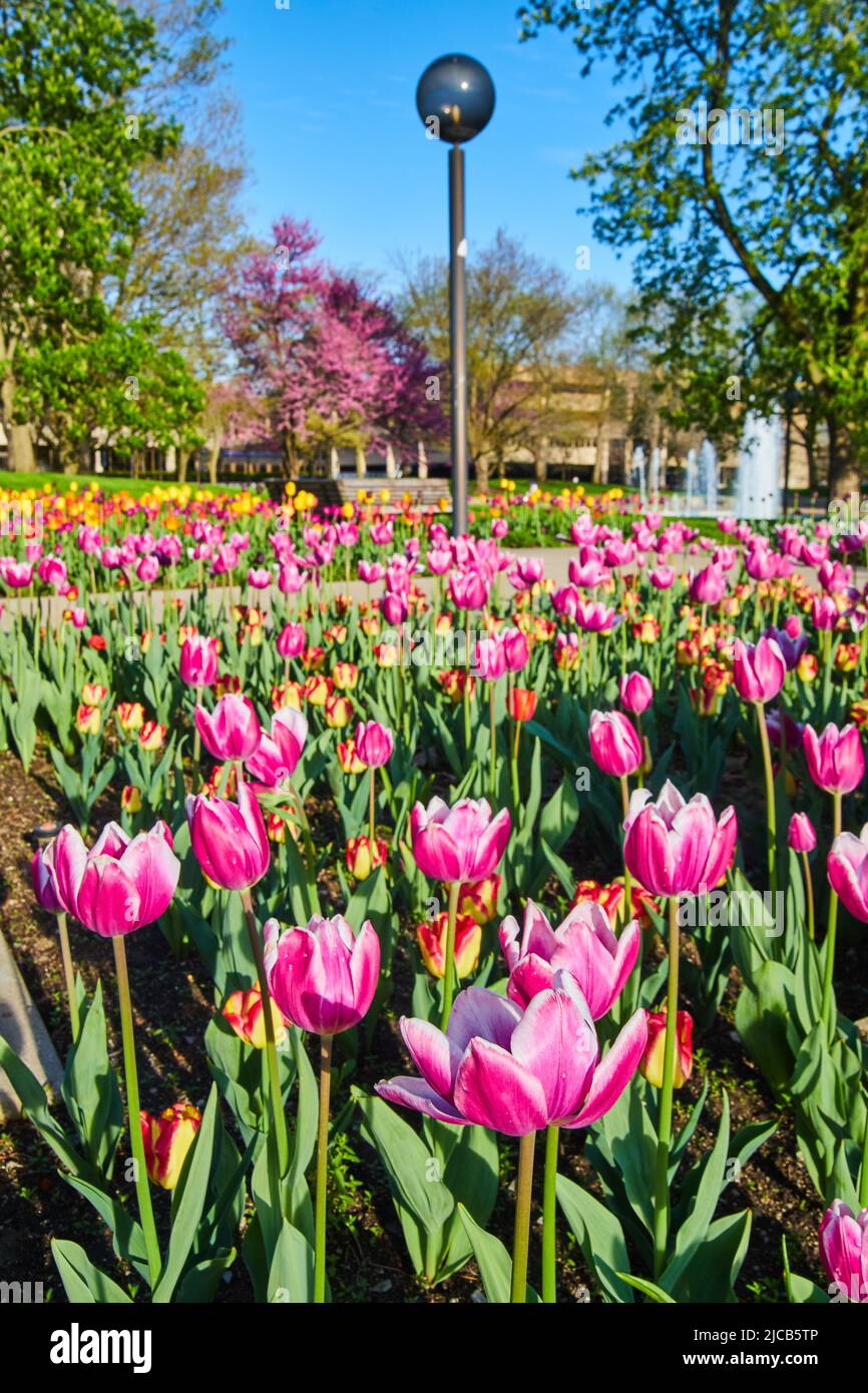 Stunning pink and red tulips garden at Freimann Square in downtown Fort Wayne, Indiana Stock Photo