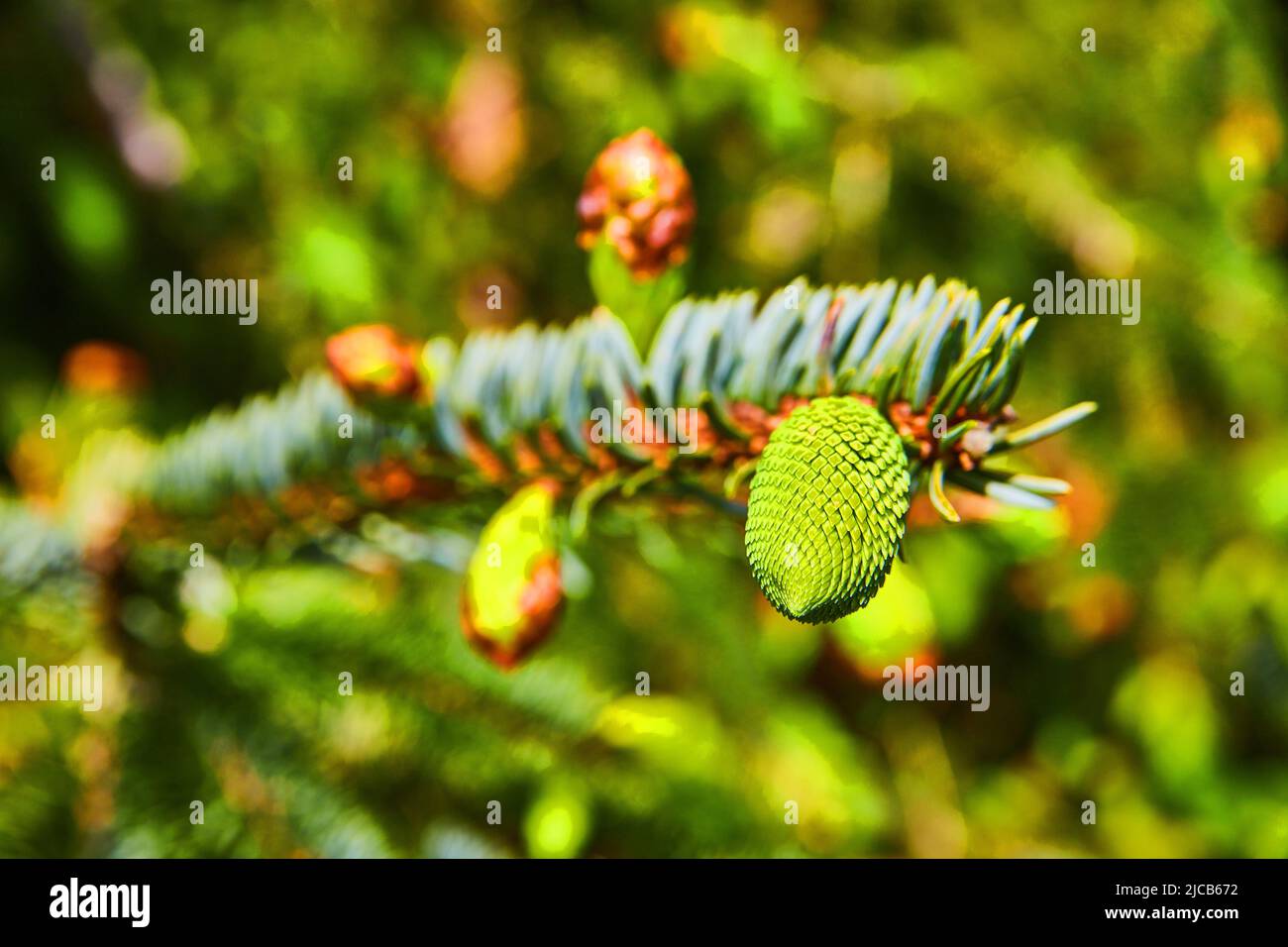 Pine tree branch with fresh growing pinecones Stock Photo - Alamy