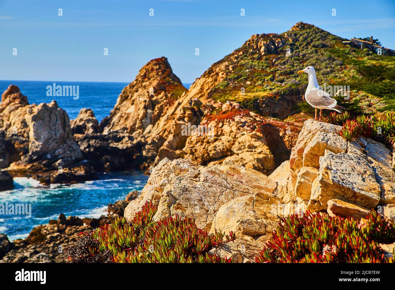 Lone seagull on cliffs with spring flowers by ocean Stock Photo